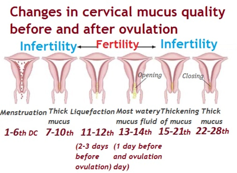 The effects of thyroid disorders on the regulation of ovulation and menstruation